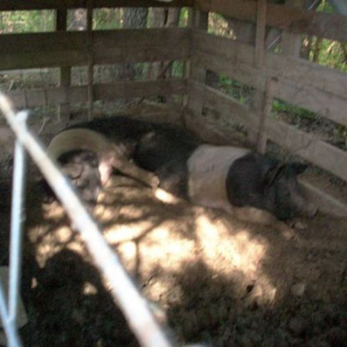 The Fatted Pig Image